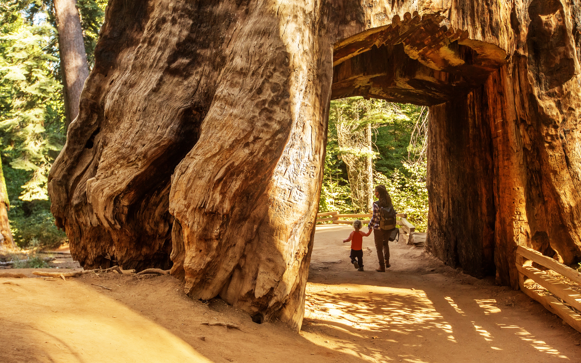 Family walking through a redwood tree in California