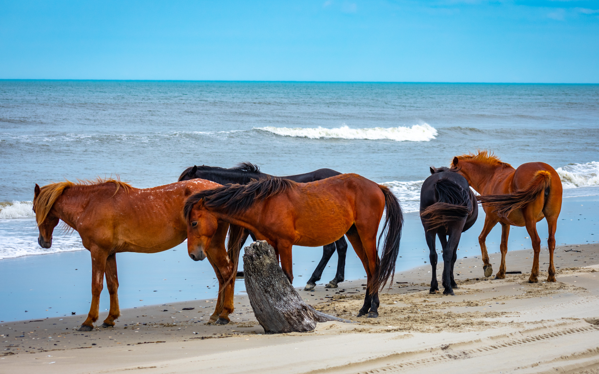 Wild horses in the Outterbanks, NC