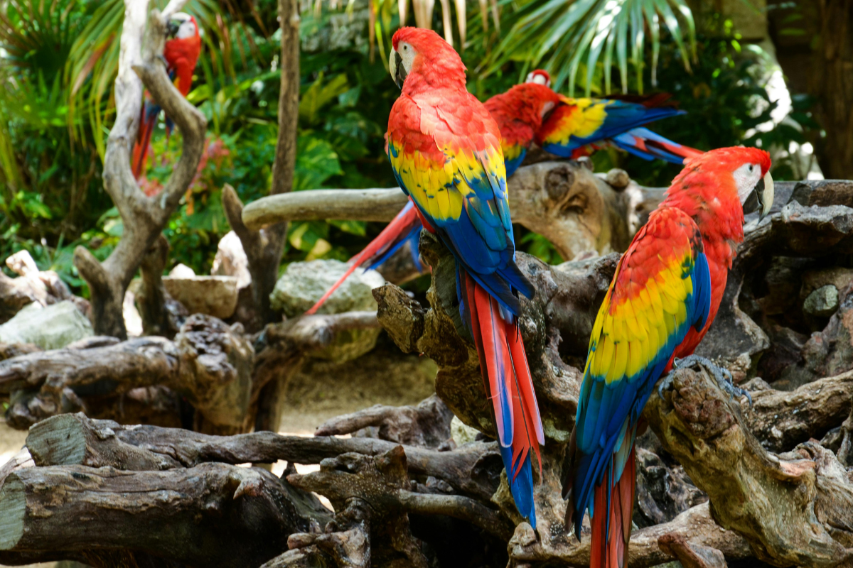 Nancy Forrester's Secret Garden and Rescued Parrots