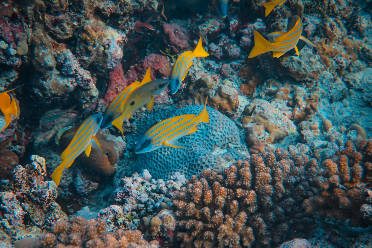 Close up picture of reef fish underwater.