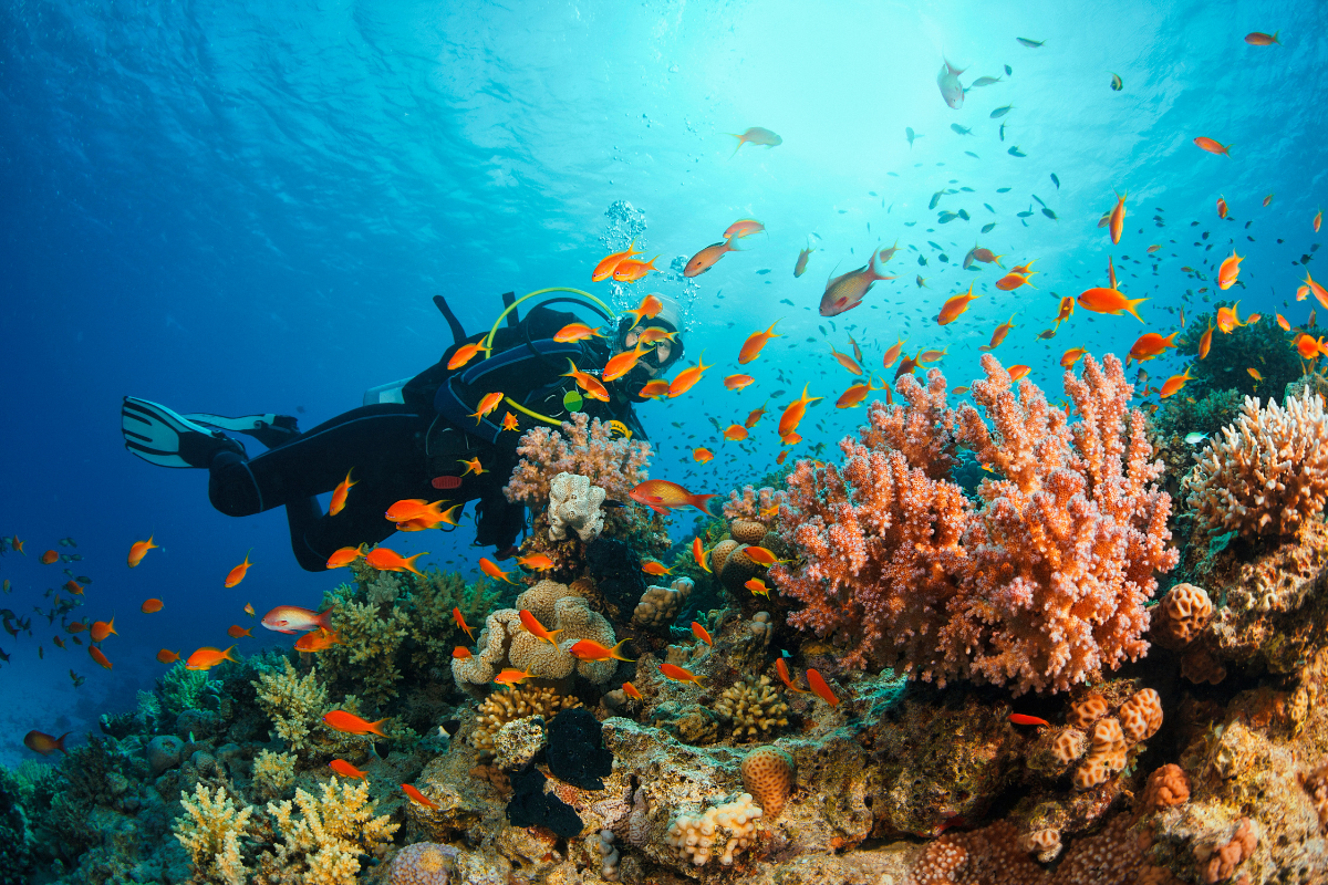 Man scuba diving a local reef in Key West