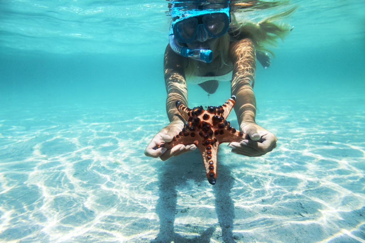 Women snorkeling and finding a star fish.