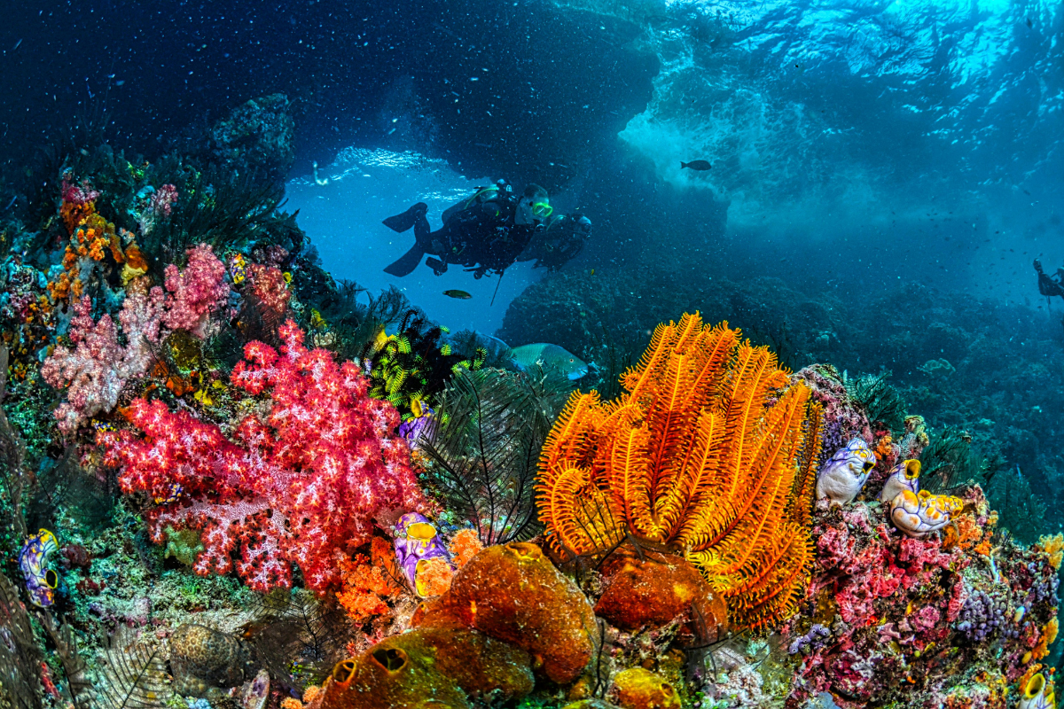 People scuba diving by a reef in Key West.
