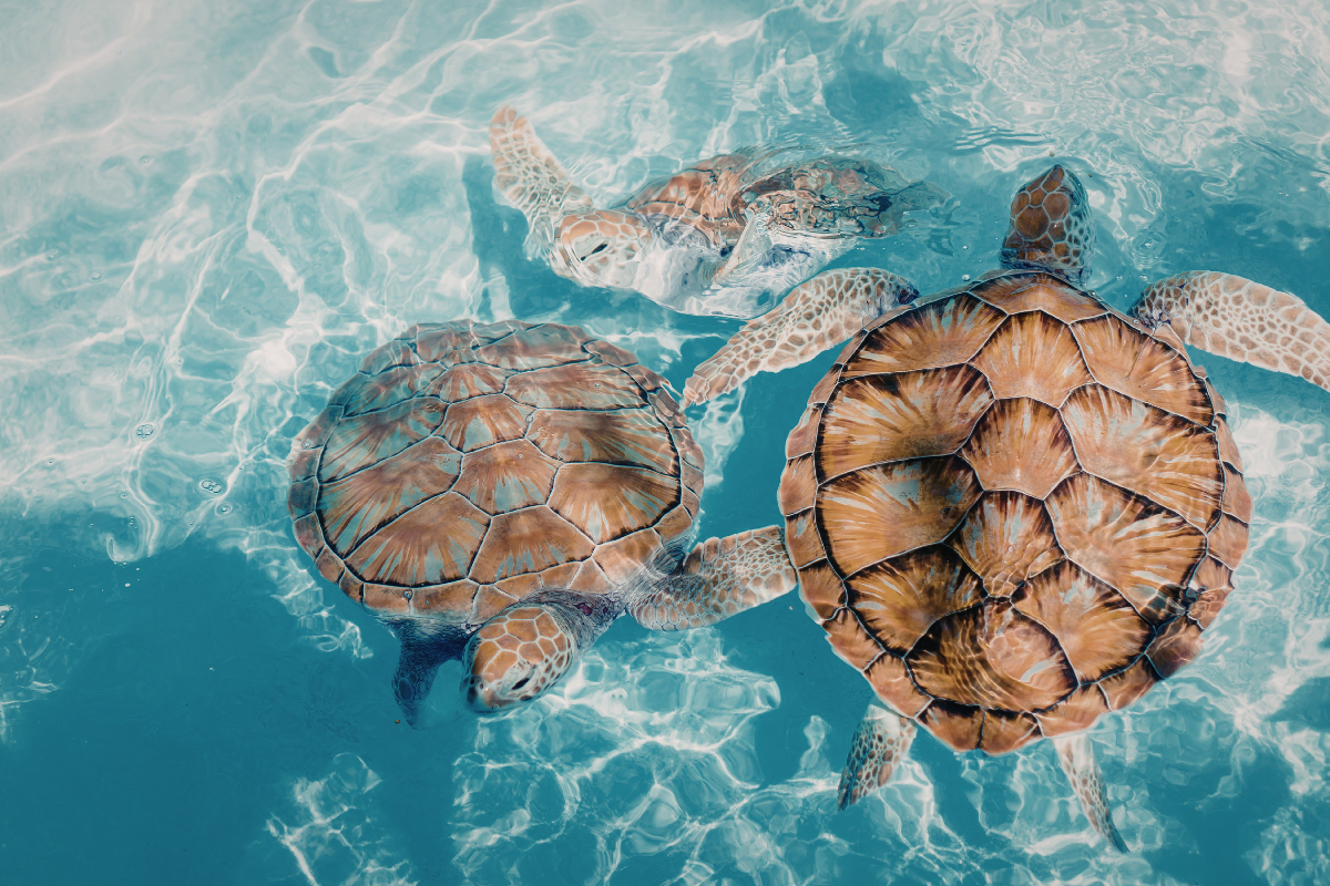 Turtles at Marathon Turtle Hospital