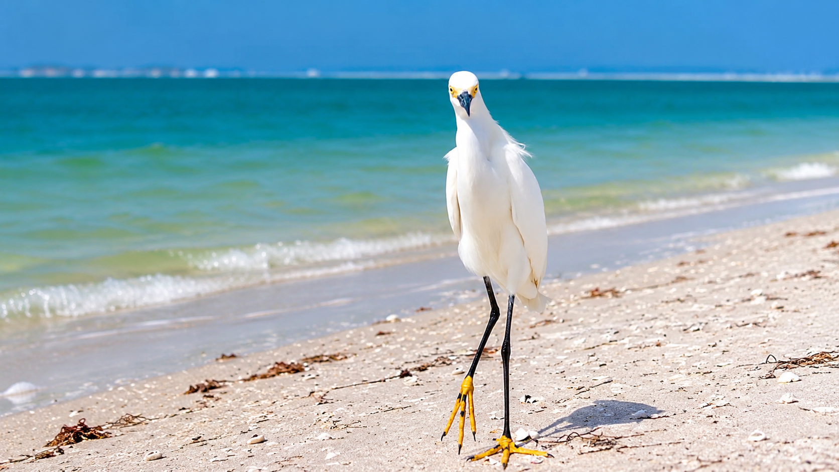 White heron in St Pete Beach