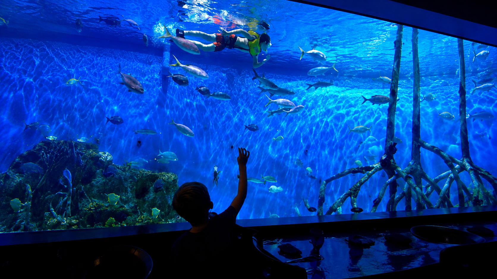Guy Harvey touch tank in St Pete Beach