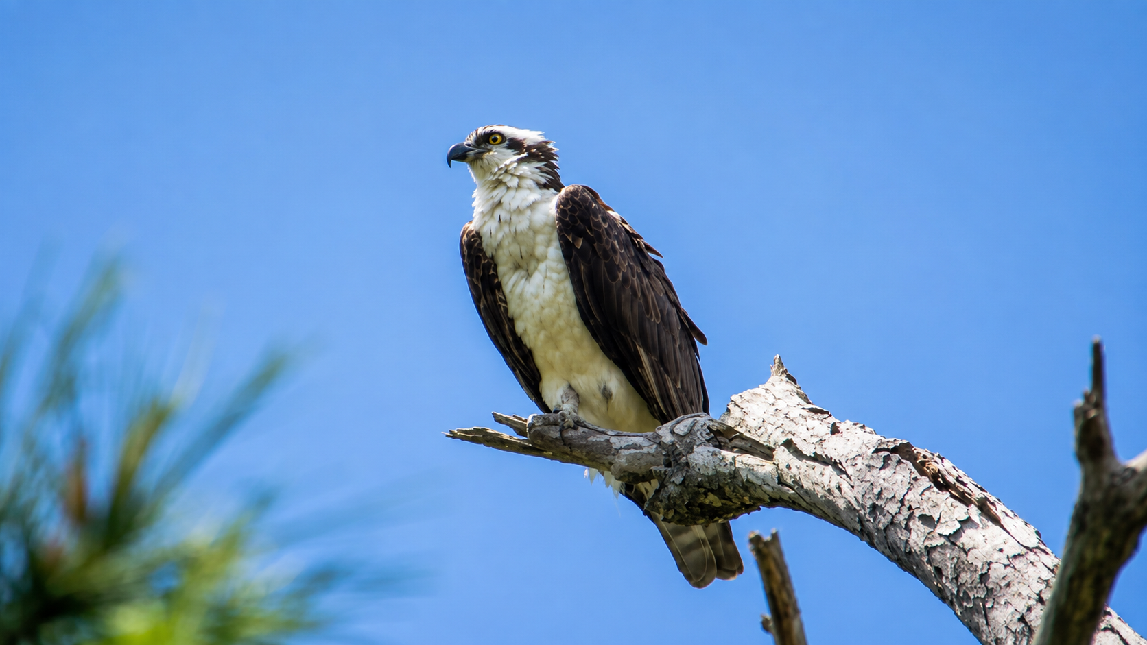 Eagle at Gulf state park