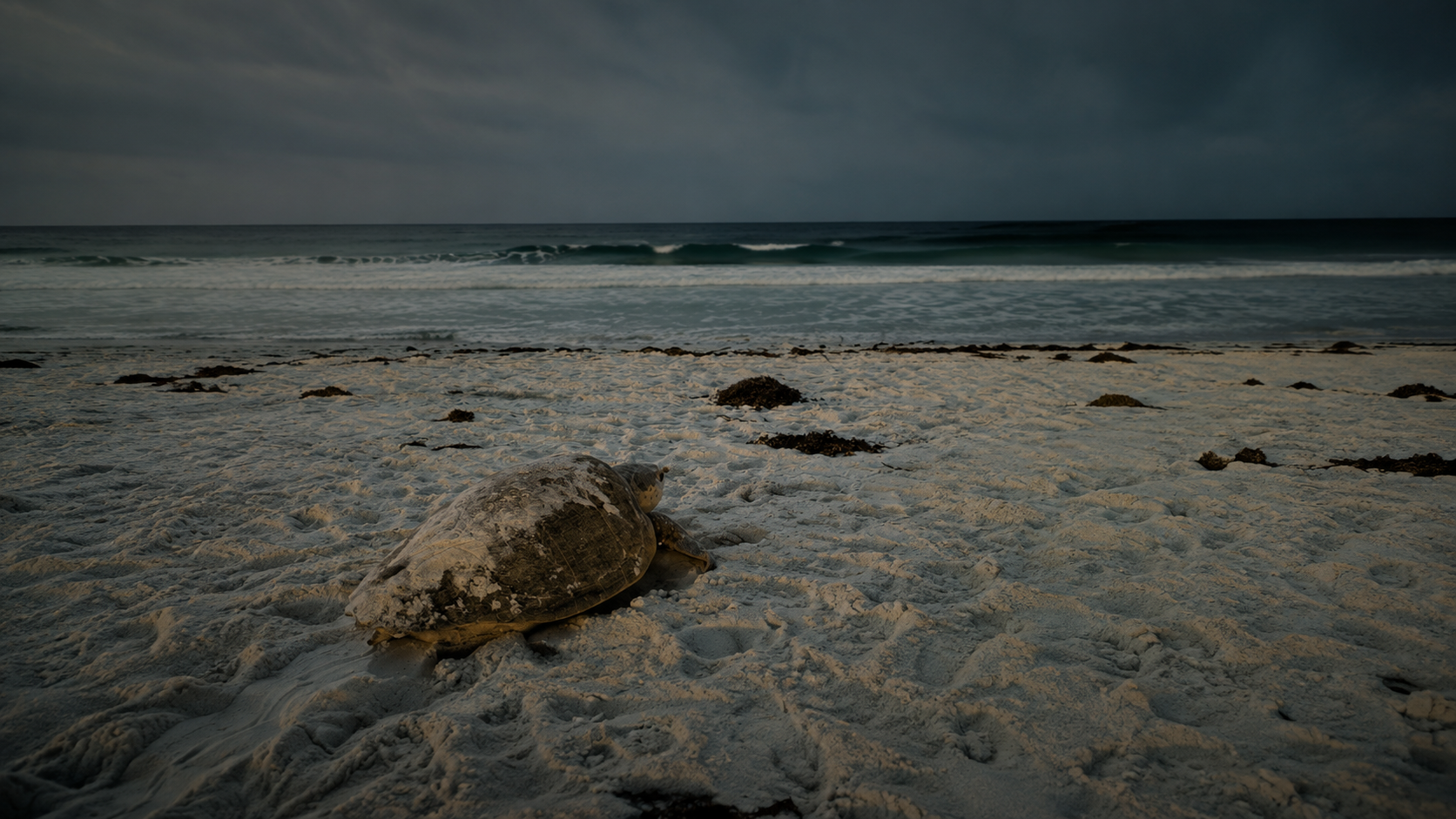 Sea turtle making its way to the ocean