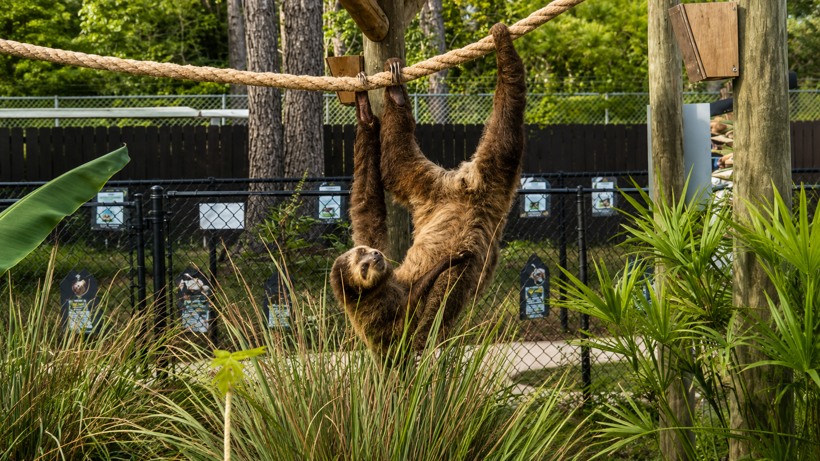Sloth at the Gulf Coast Zoo