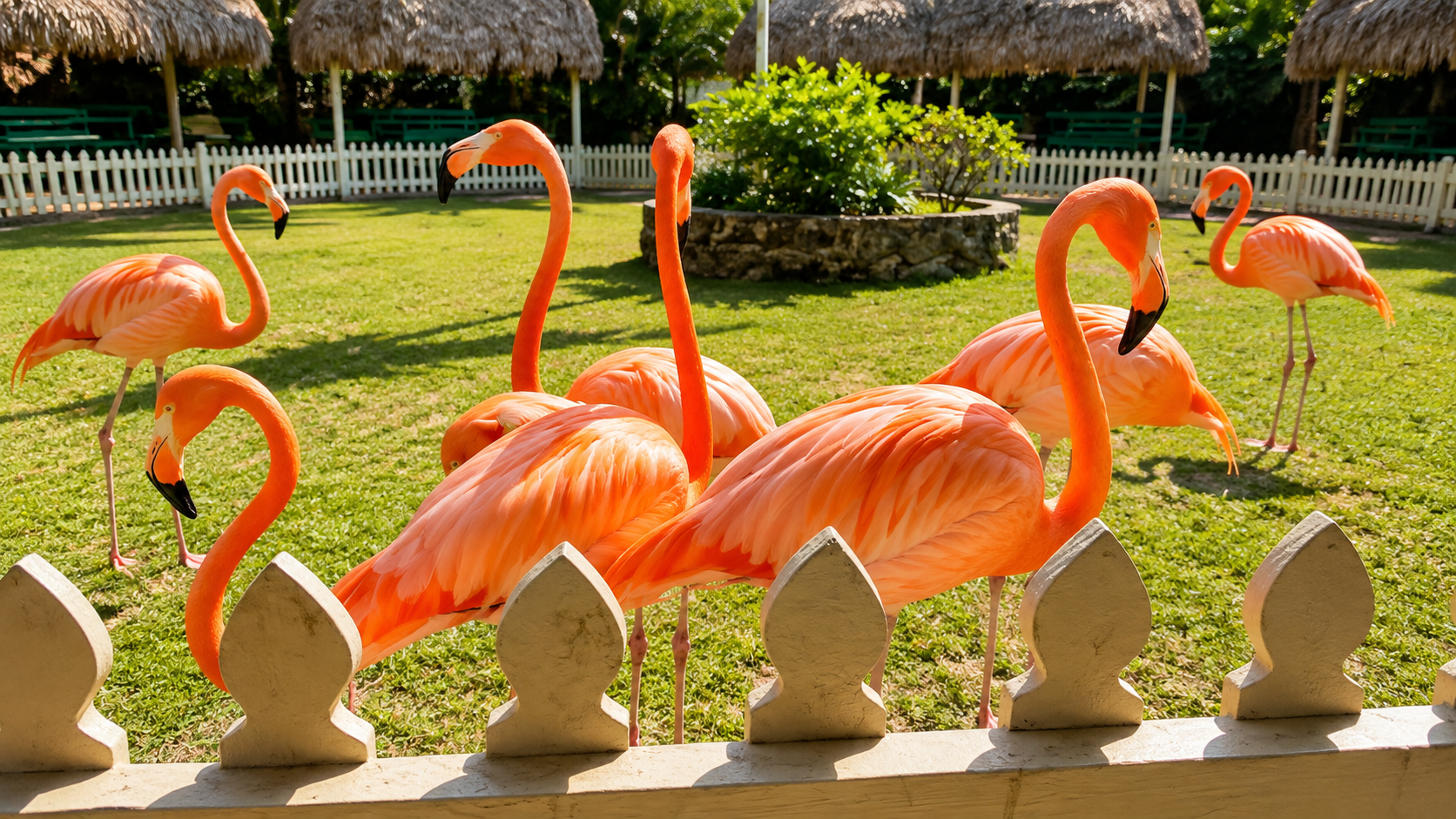 Flamingos at Ardastra Zoo