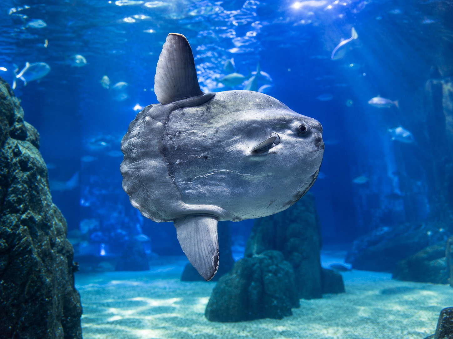 Lisbon Oceanário