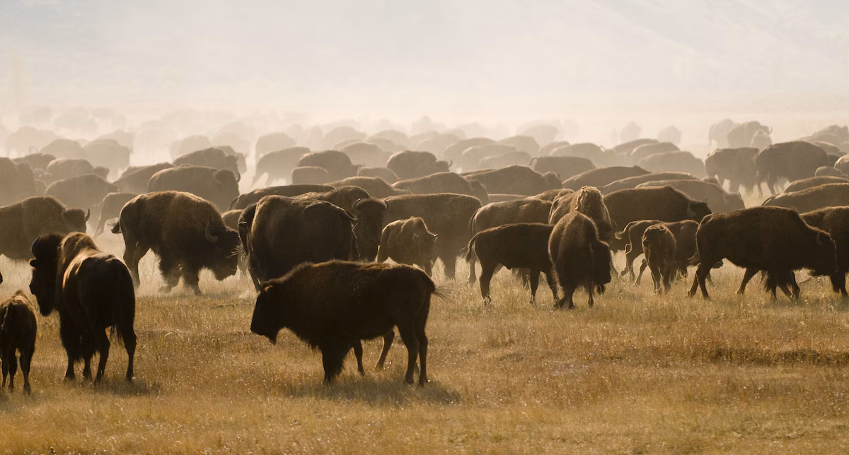 Bison roam the open plains