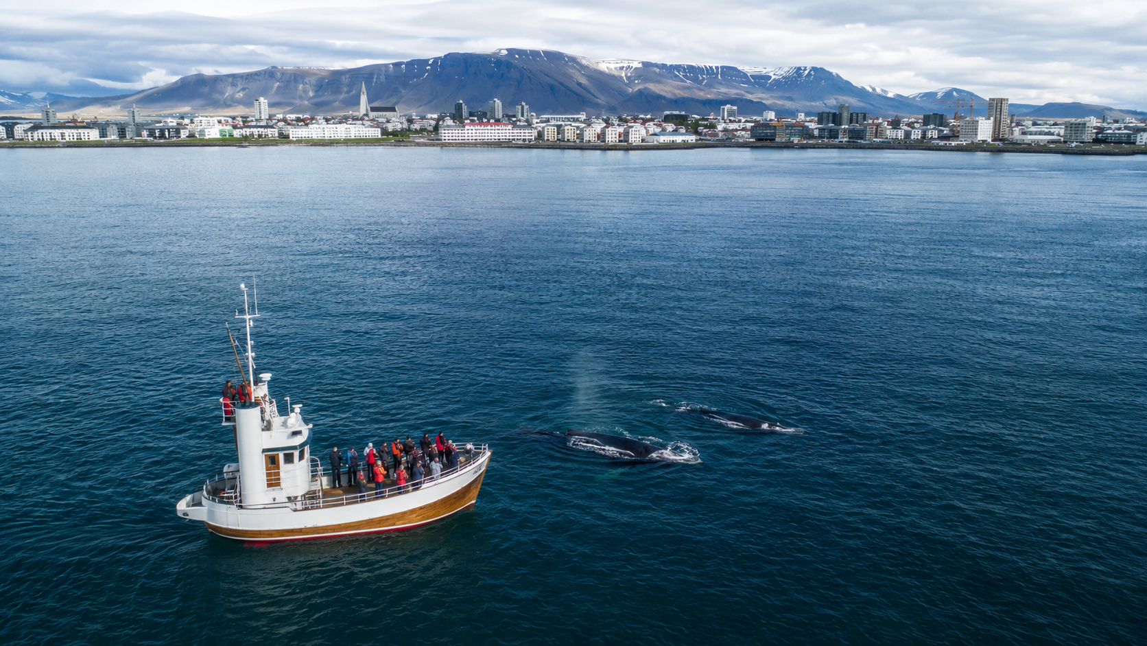 Whale watching tour