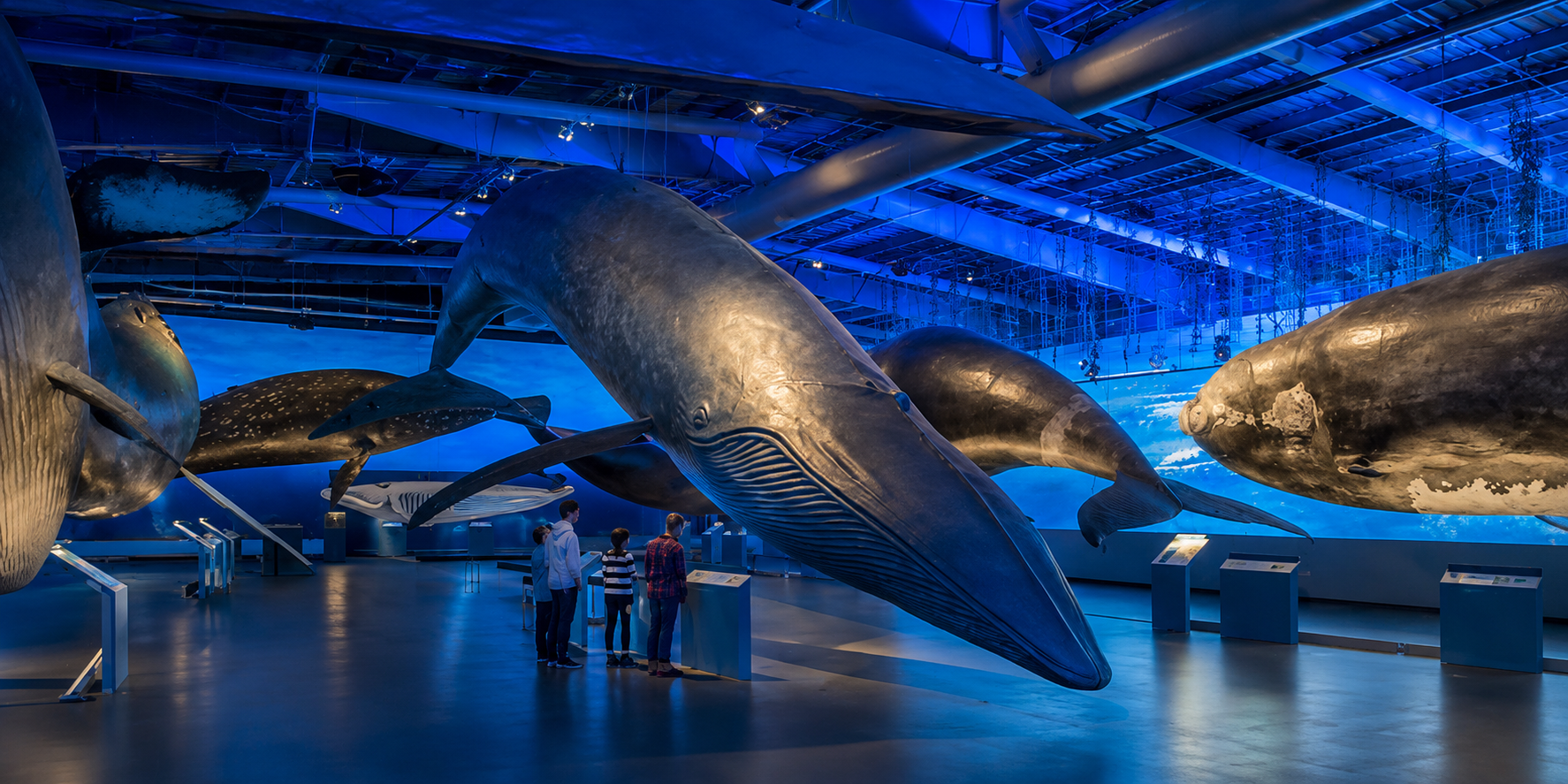 Whales of Iceland