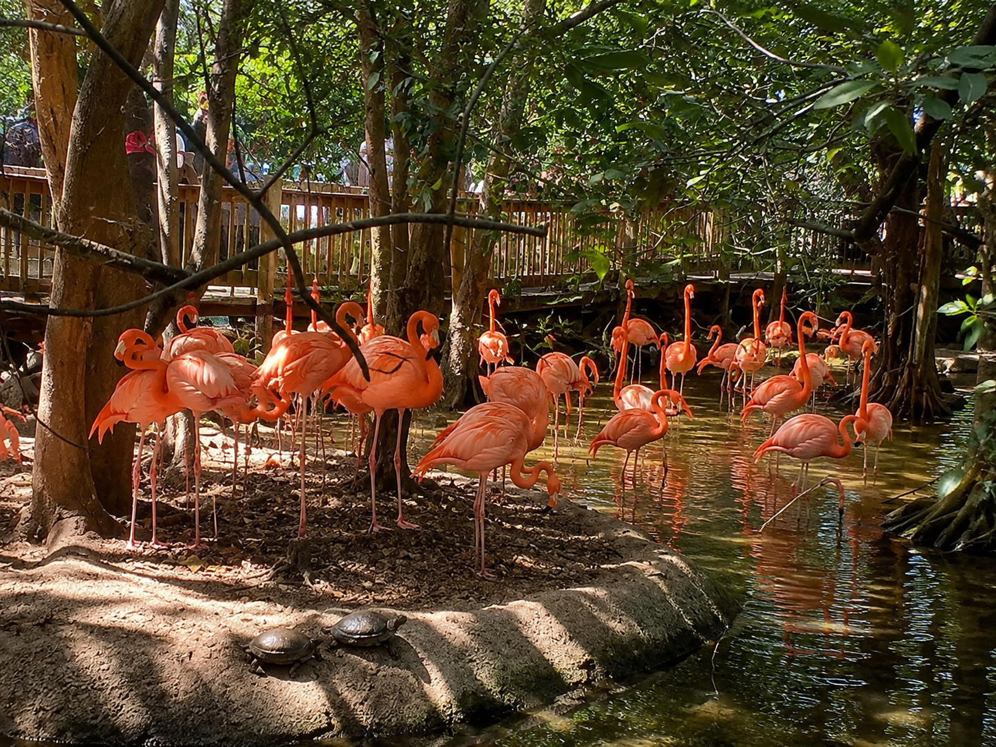 Visit the flamingos at Jungle Island