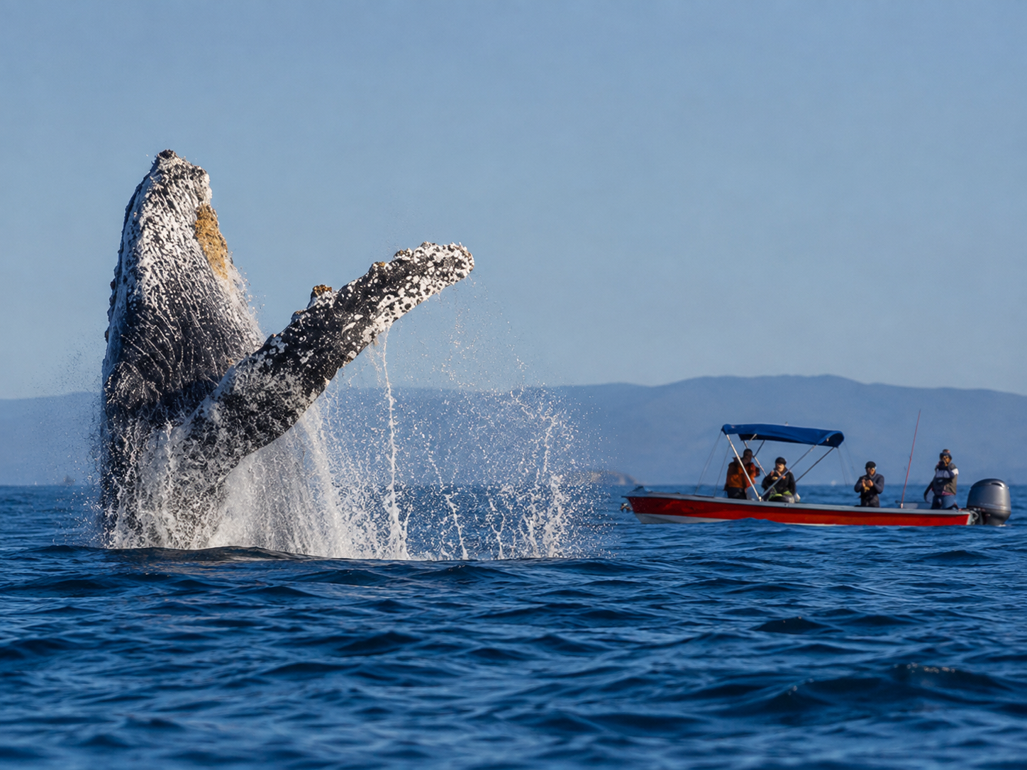 get up close with the giants of the ocean
