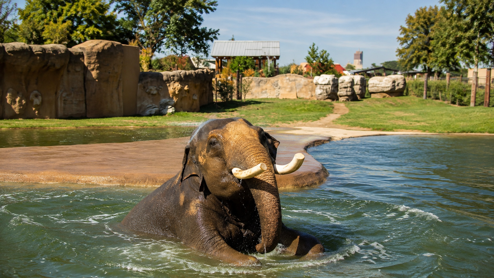 Play with the elephants at Denver Zoo