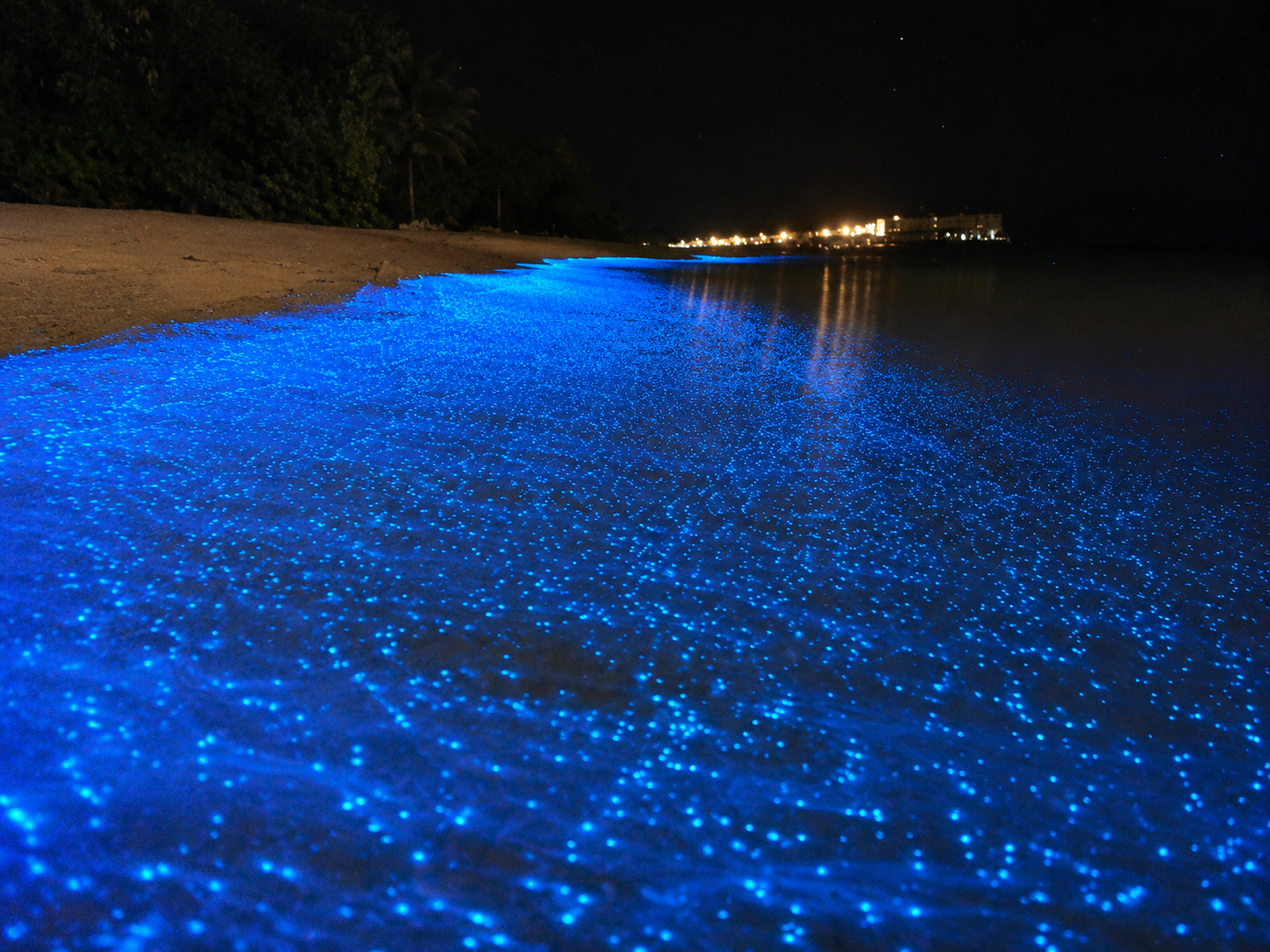 Take a night adventure to luminous lagoon