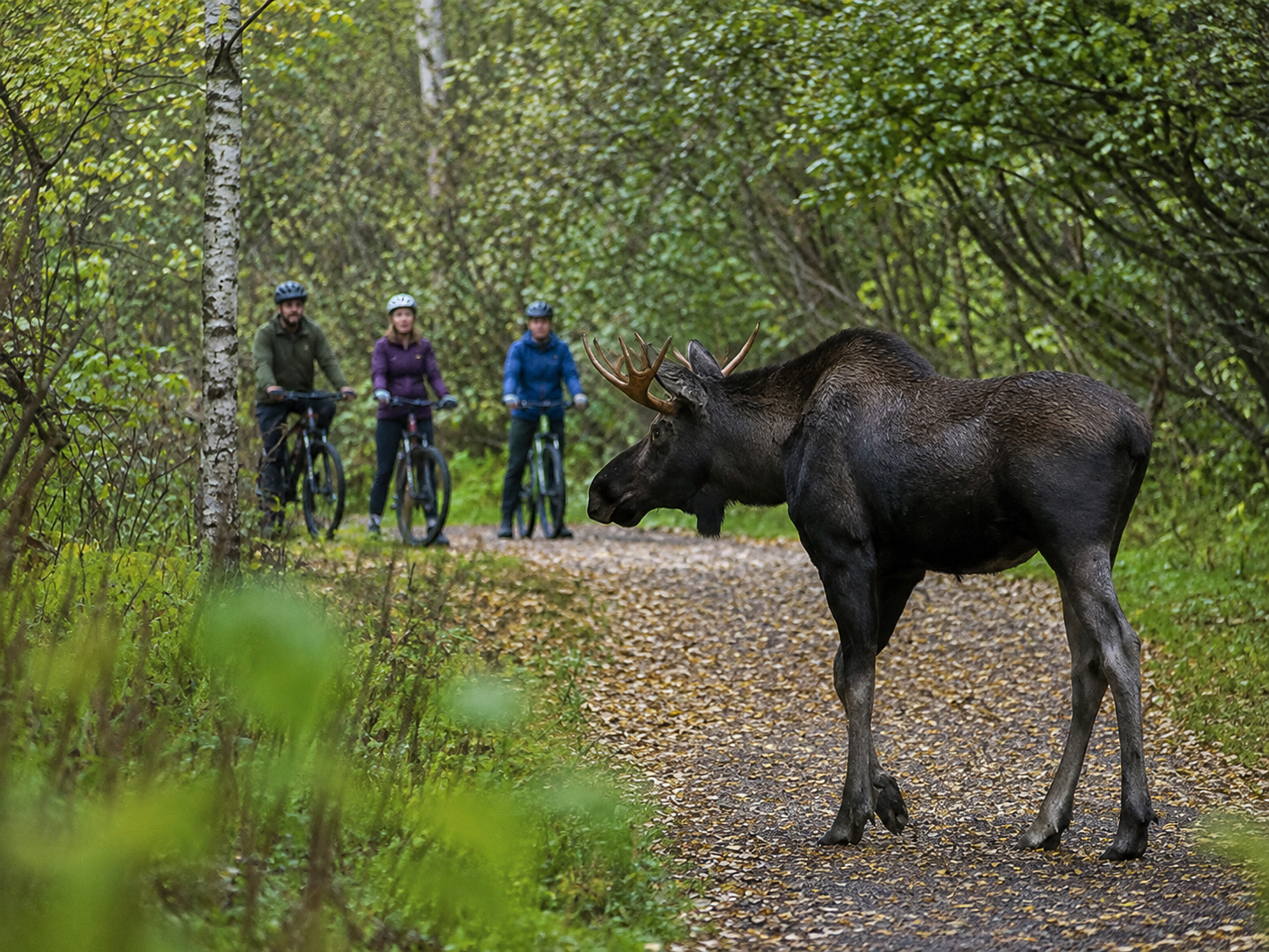 Never know what you will see on Tony Knowles Coastal Trail