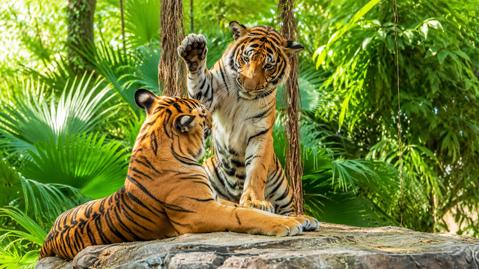 Palm Beach Zoo