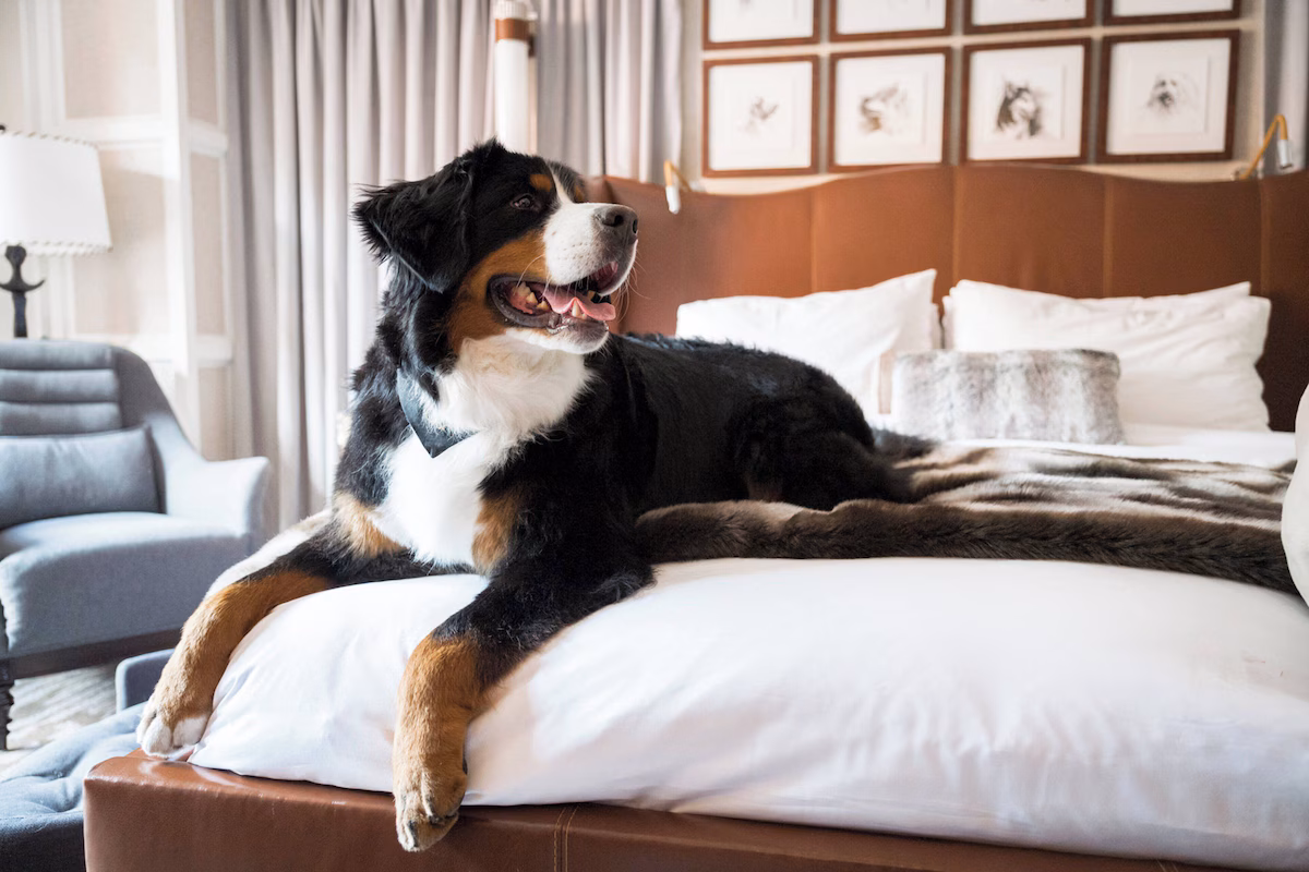 Meet Kitty, the hotel dog