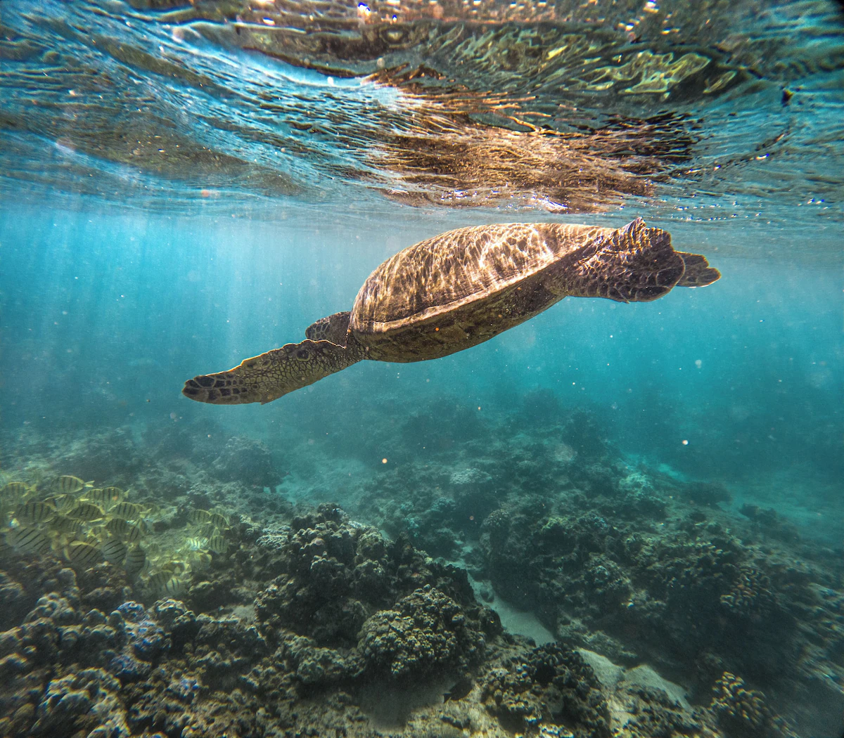 Sea life encounters just offshore