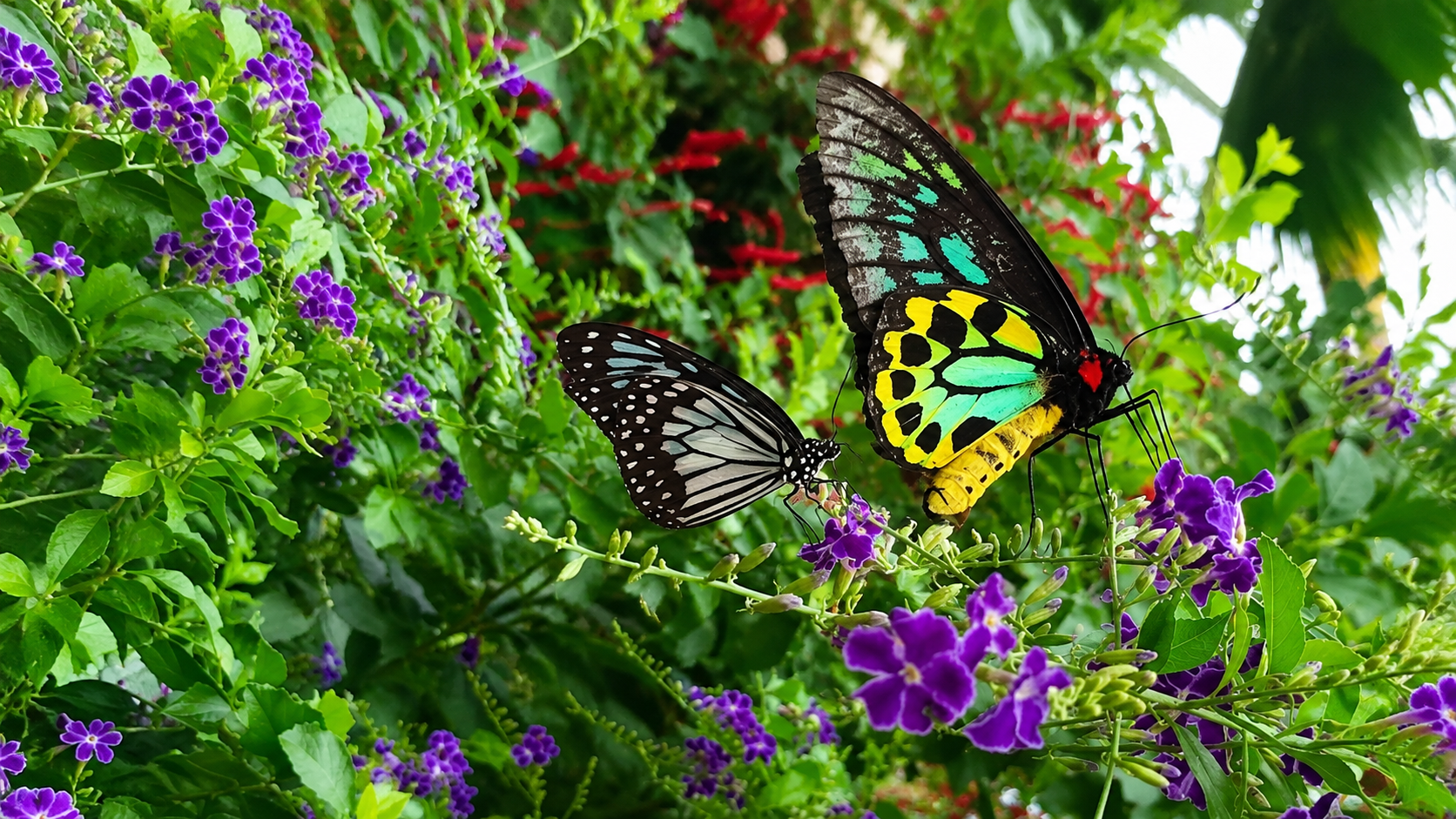 Visit the Butterfly Conservatory