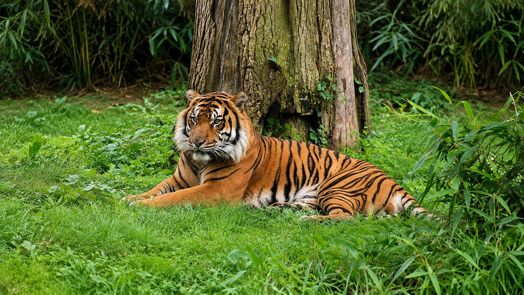 Visit the National Zoo