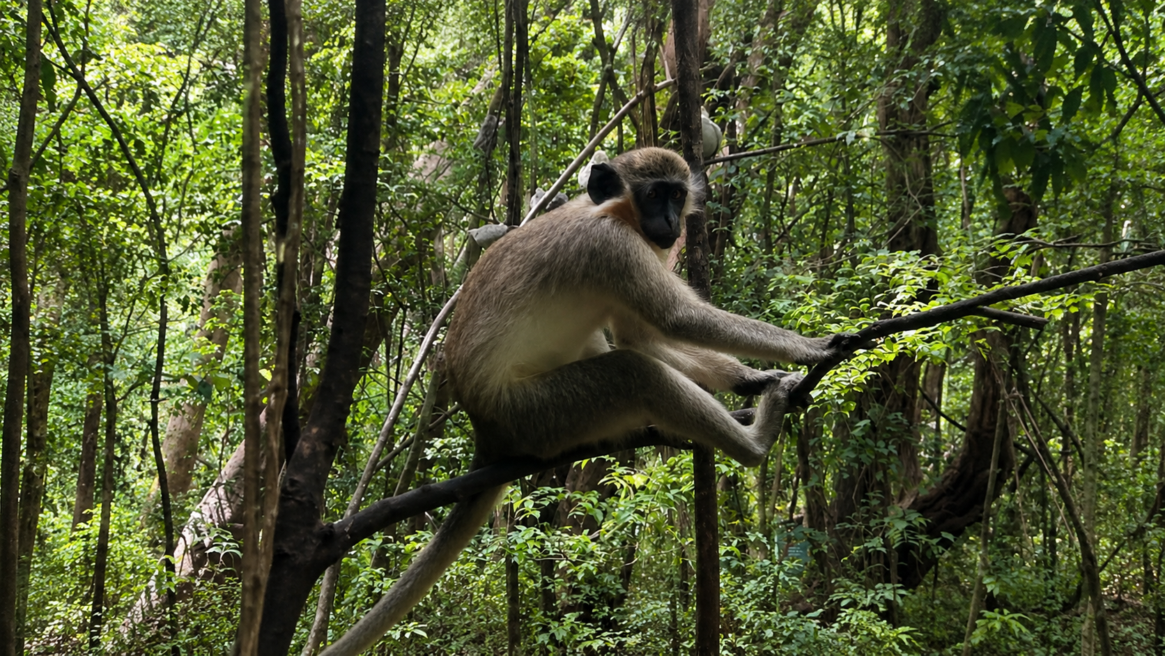 Visit Barbados Wildlife Reserve