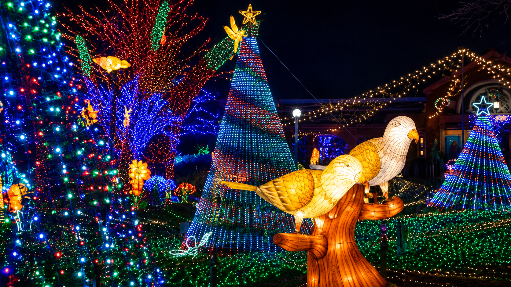 Enjoy the lights at night at Lincoln Park Zoo
