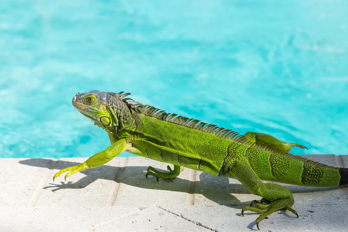 Take in the local wild life