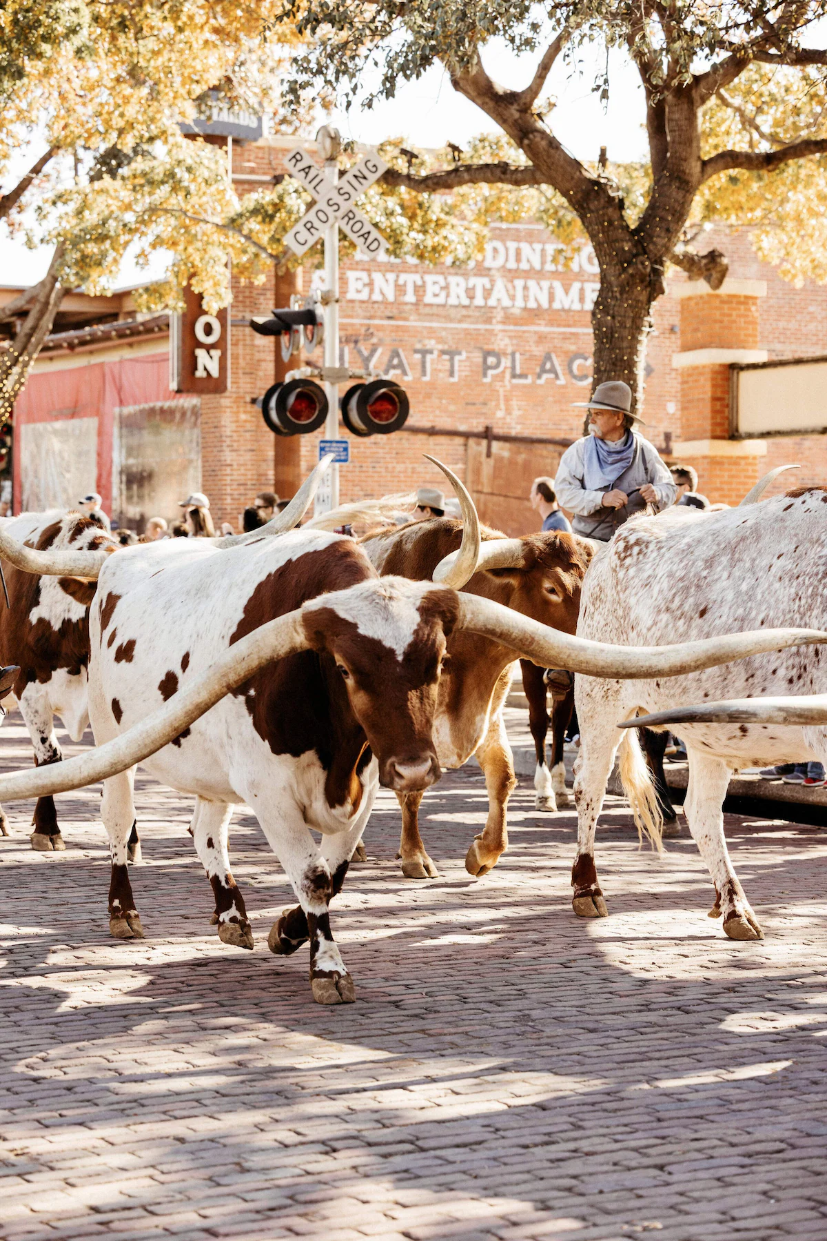 Visit the stockyards